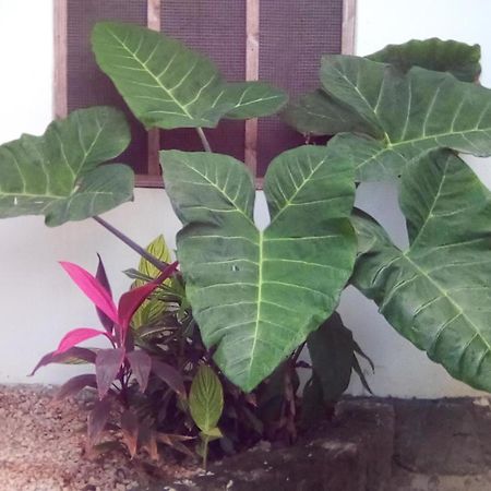 Jambiani Home Stay Luaran gambar